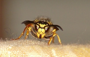 Insect Pest